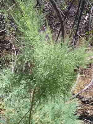 Tamarisk(Tamarix ramosissima)