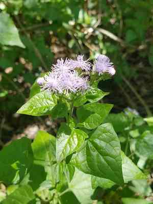Blue boneset(Tamaulipa azurea)