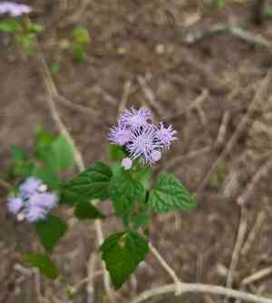 Blue boneset(Tamaulipa azurea)