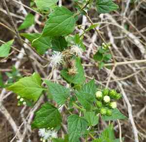 Blue boneset(Tamaulipa azurea)