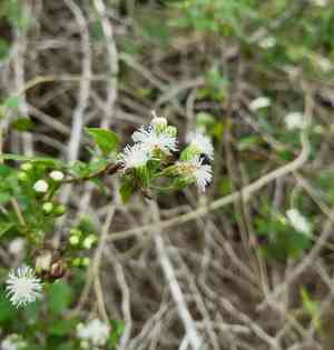 Blue boneset(Tamaulipa azurea)