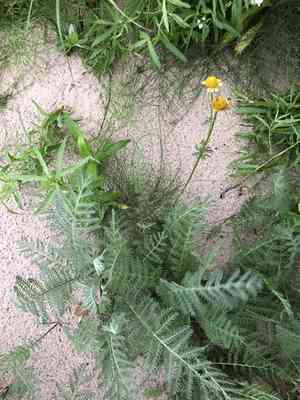 Lake huron tansy(Tanacetum bipinnatum)