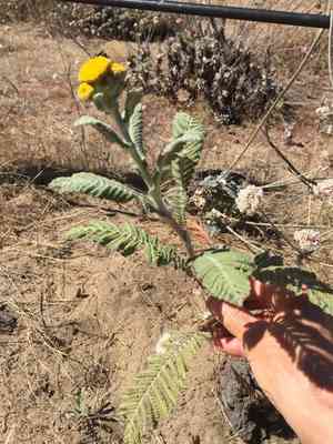 Lake huron tansy(Tanacetum bipinnatum)