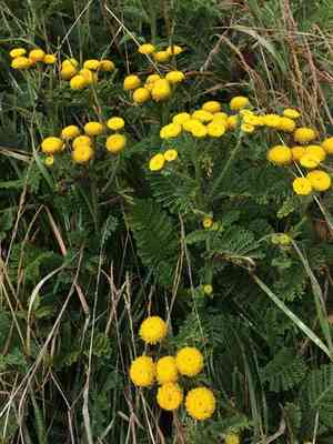 Lake huron tansy(Tanacetum bipinnatum)