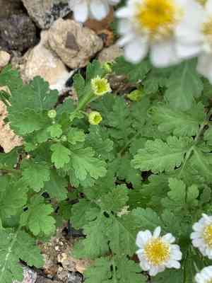 Feverfew(Tanacetum parthenium)
