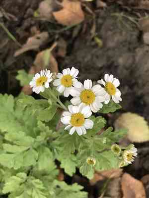 Feverfew(Tanacetum parthenium)