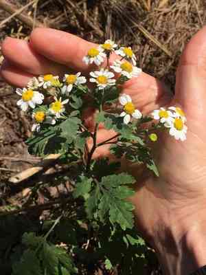 Feverfew(Tanacetum parthenium)