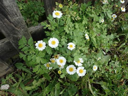 Feverfew