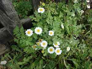 Feverfew(Tanacetum parthenium)