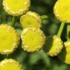 Common tansy(Tanacetum vulgare)