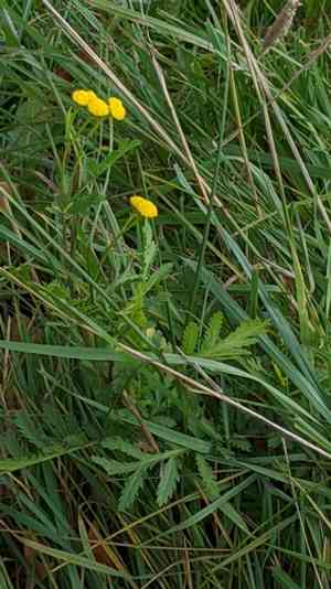 Common tansy(Tanacetum vulgare)