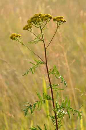 Common tansy(Tanacetum vulgare)