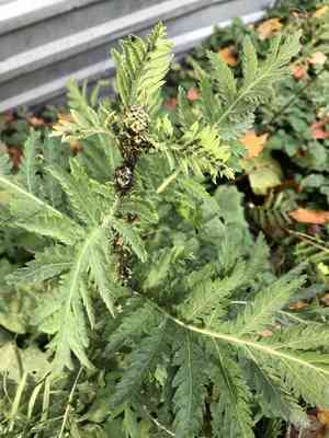 Common tansy(Tanacetum vulgare)