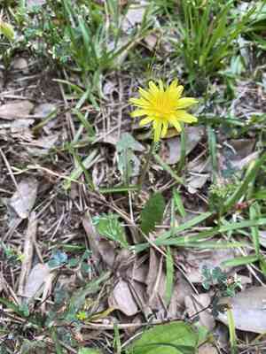 Red-seed dandelion(Taraxacum erythrospermum)