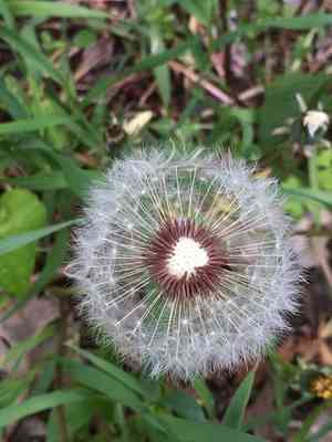 Red-seed dandelion(Taraxacum erythrospermum)