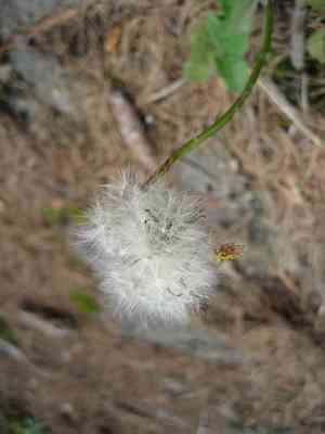 Red-seed dandelion(Taraxacum erythrospermum)