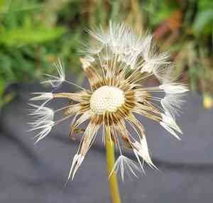 Dandelion(Taraxacum mongolicum)