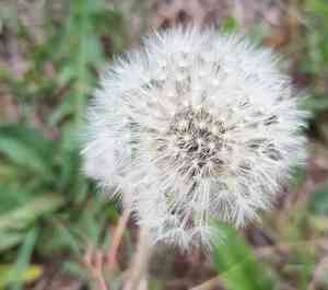 Dandelion(Taraxacum mongolicum)