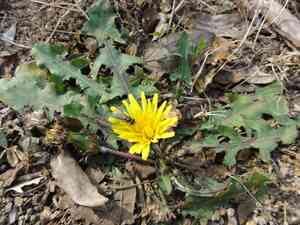 Dandelion(Taraxacum mongolicum)