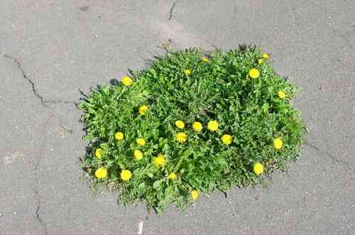 Taraxacum officinale(Taraxacum officinale)