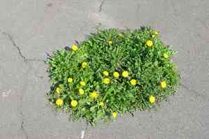 Taraxacum officinale(Taraxacum officinale)