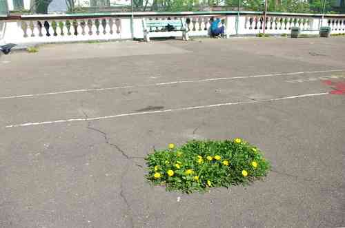 Taraxacum officinale(Taraxacum officinale)
