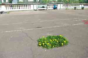 Taraxacum officinale(Taraxacum officinale)
