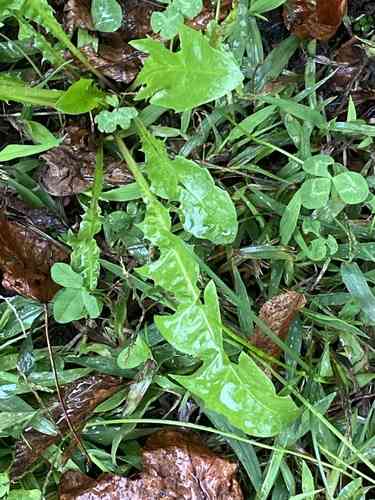 Taraxacum officinale(Taraxacum officinale)