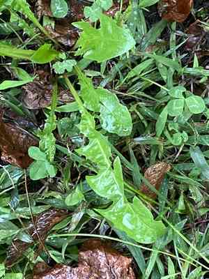 Taraxacum officinale(Taraxacum officinale)