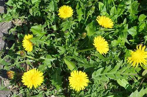 Taraxacum officinale(Taraxacum officinale)