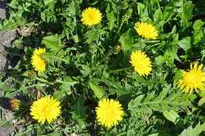 Taraxacum officinale(Taraxacum officinale)