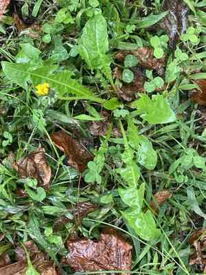 Taraxacum officinale(Taraxacum officinale)