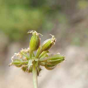 Southern Umbrella-wort(Tauschia arguta)