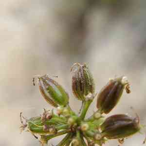 Southern Umbrella-wort(Tauschia arguta)