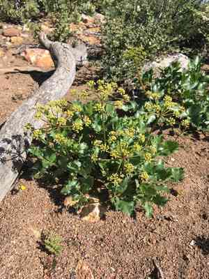 Southern Umbrella-wort(Tauschia arguta)