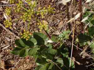 Southern Umbrella-wort(Tauschia arguta)