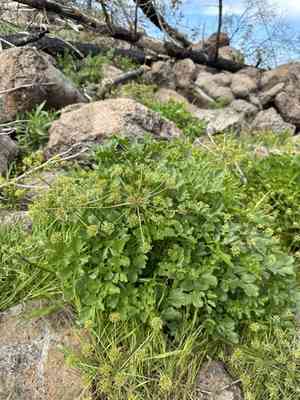 Hartweg's umbrellawort(Tauschia hartwegii)
