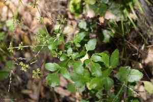 Hartweg's umbrellawort(Tauschia hartwegii)