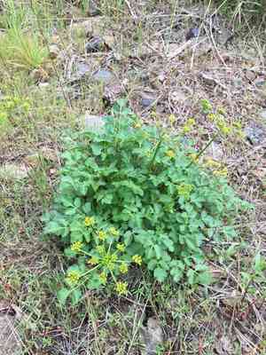 Hartweg's umbrellawort(Tauschia hartwegii)