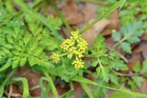 Texas umbrellawort(Tauschia texana)