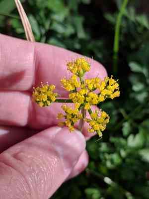 Texas umbrellawort(Tauschia texana)