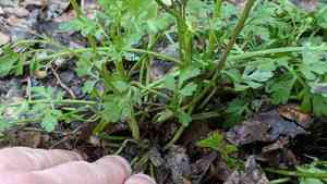 Texas umbrellawort(Tauschia texana)