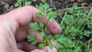 Texas umbrellawort(Tauschia texana)