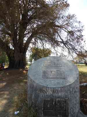 Montezuma bald cypress(Taxodium mucronatum)