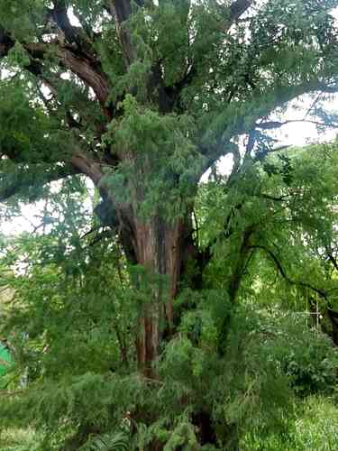Montezuma bald cypress(Taxodium mucronatum)