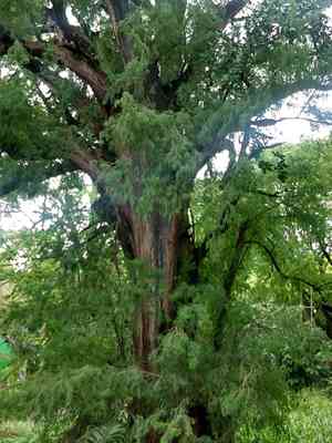 Montezuma bald cypress(Taxodium mucronatum)