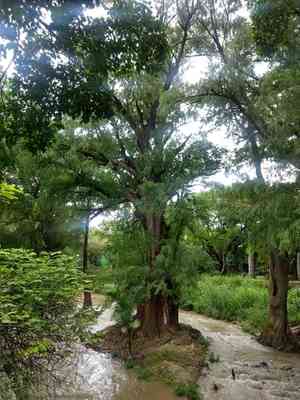 Montezuma bald cypress(Taxodium mucronatum)