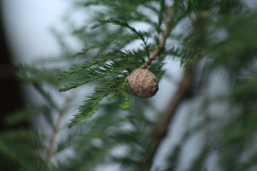 Montezuma bald cypress