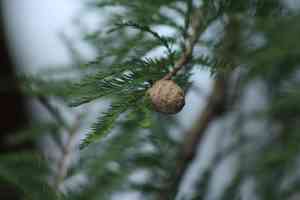 Montezuma bald cypress(Taxodium mucronatum)