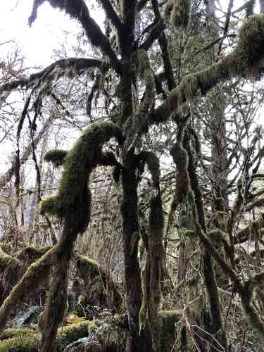 Pacific yew(Taxus brevifolia)